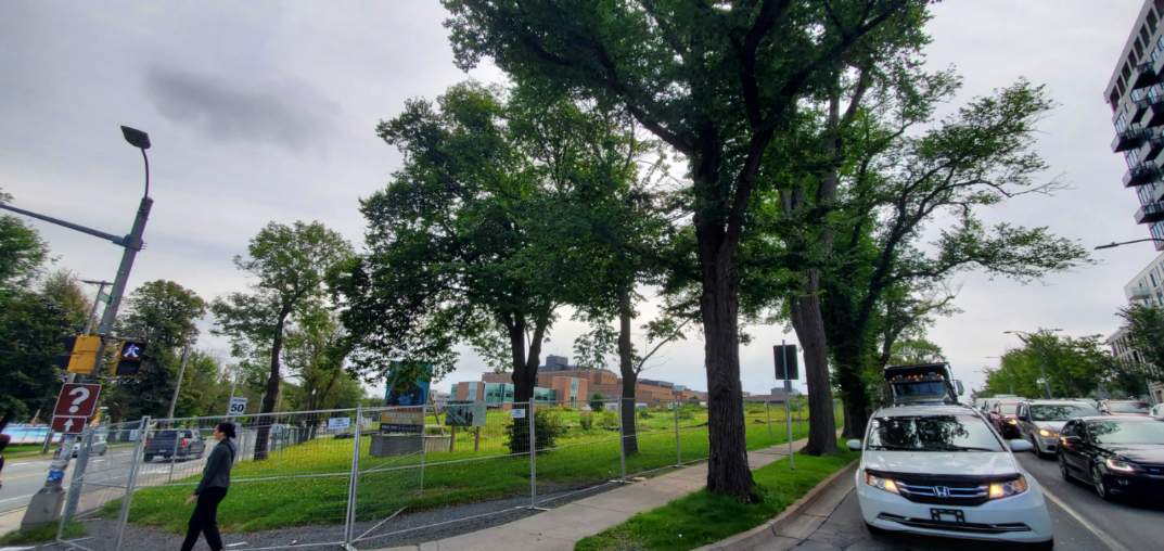 Shame – Premier Houston & Mayor Savage Ignore ~3,400 Citizens & CUT 20 Robie & Bell Road Trees!